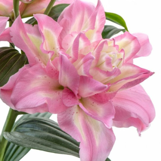 Лілія орієнтальна махрова Lucky One