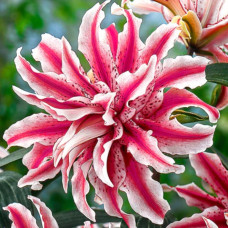 Лілія орієнтальна махрова Magic Star