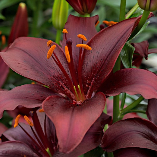 Лілія азіатська Mapira