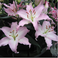 Лілія орієнтальна Marco Polo