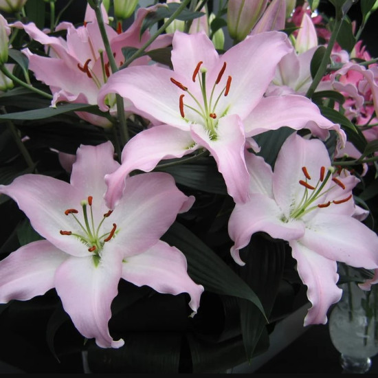 Лілія орієнтальна Marco Polo