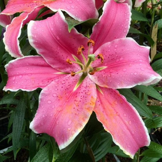 Лілія гігант Marlon