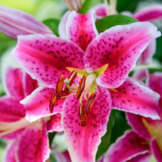 Лілія орієнтальна Mero Star