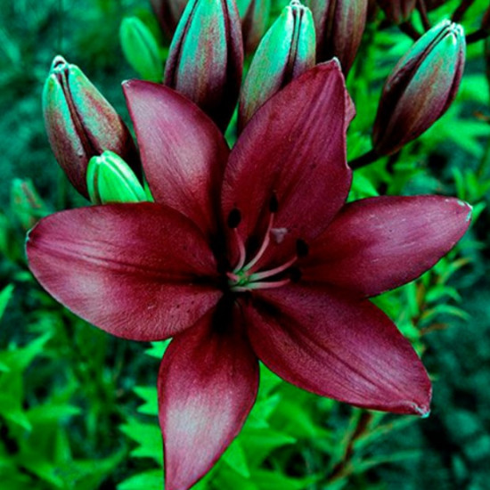 Лілія LA гібрид Methone