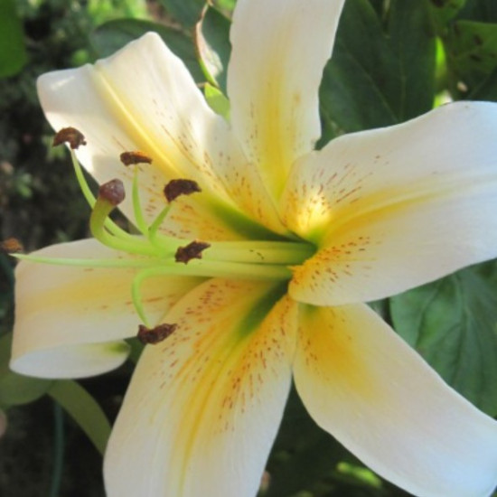 Лілія ОТ гібрид Mister Pistache