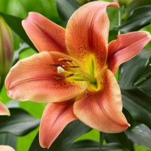 Лілія OT гібрид Montego Bay