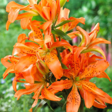 Лілія азіатська махрова Must See