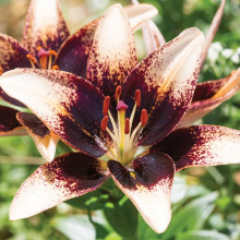 Лілія азіатська Netty's Pride