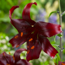 Лилия LO гибрид Night Flyer