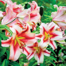 Лілія гігант Olimpic Torch