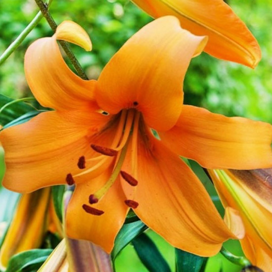 Лілія OT гібрид Orange Space