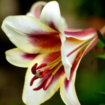 Лілії ОТ гібриди