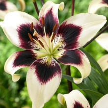 Лілія азіатська Patricia's Pride