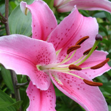 Лілія орієнтальна Peau Douсe