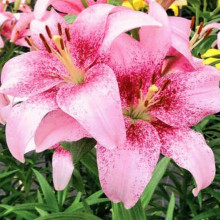 Лілія LA гібрид Pink Brush