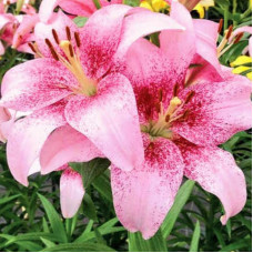 Лілія LA гібрид Pink Brush