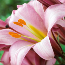Лілія LO гібрид  Pink Planet