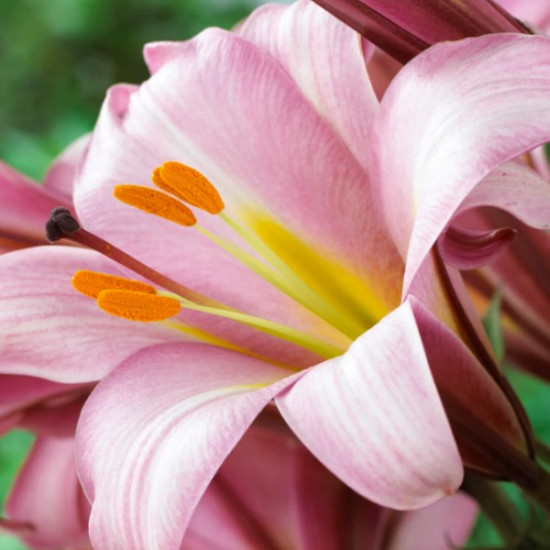 Лілія LO гібрид  Pink Planet