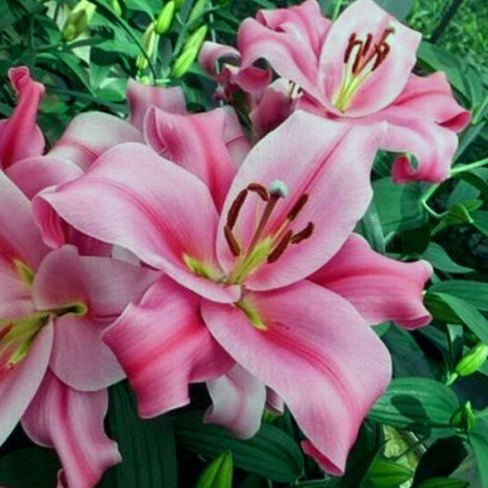 Лілія гігант Provecho