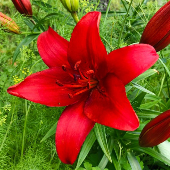 Лілія азіатська Prunotto