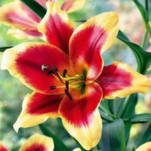 Лілія ОТ гібрид Red Dutch