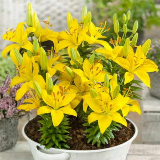 Лілія низькоросла Rio de Janeiro