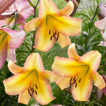 Лілія LO гібрид Rising Moon