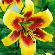 Лілія ОТ гібрид Robert Swanson