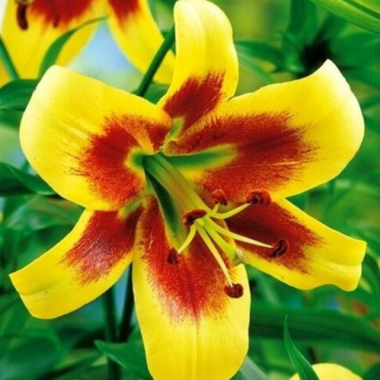 Лілія ОТ гібрид Robert Swanson