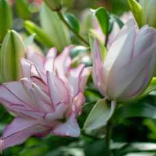 Лілія орієнтальна махрова Roselily  Anouska