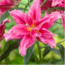 Лілія орієнтальна махрова Roselily Julia