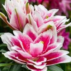 Лілія орієнтальна махрова Roselily Samantha