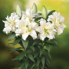 Лілія орієнтальна махрова Roselily Sita