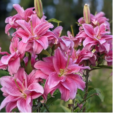 Лілія орієнтальна махрова Roselily Thalissa