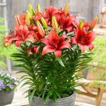 Лілії Низькорослі