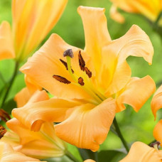 Лілія гігант Saltarello