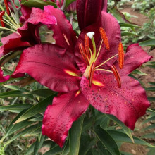 Лілія орієнтальна Scorpio