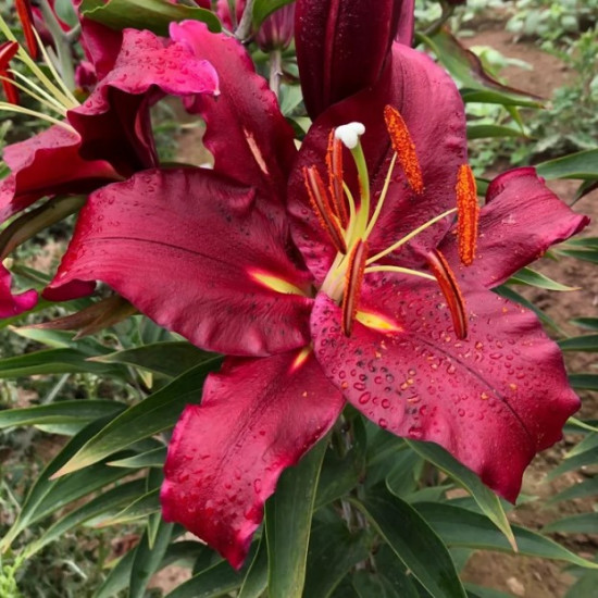 Лілія орієнтальна Scorpio