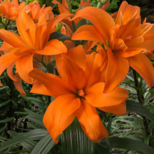 Лілія азіатська махрова Scoubidou