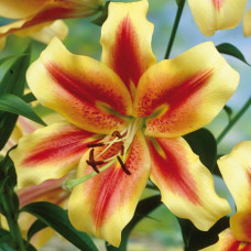 Лілія ОТ гібрид Shocking