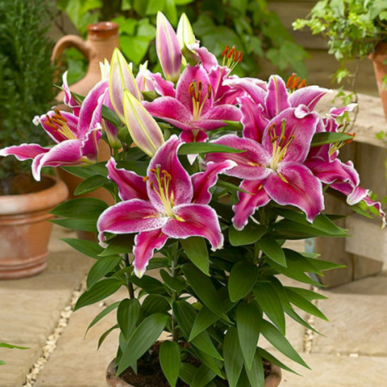 Лілія низькоросла Showwinner