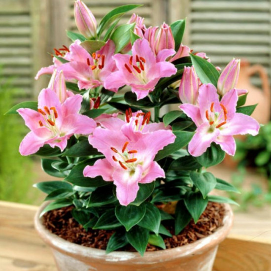 Лілія низькоросла Souvenir