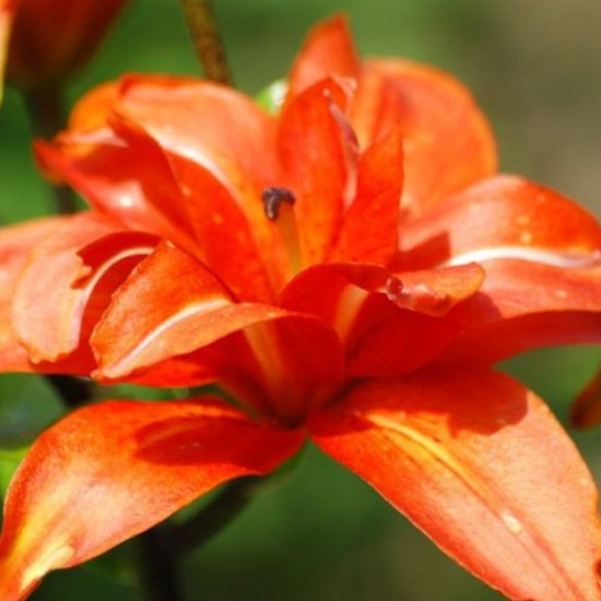 Лілія азіатська махрова Sphinx