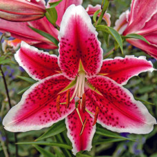 Лілія орієнтальна тигрова Starfighter