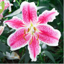 Лілія орієнтальна тигрова Stargazer