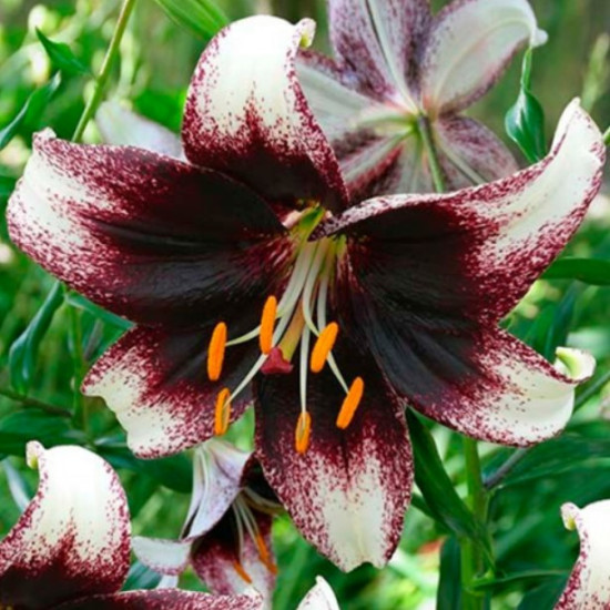 Лілія азіатська Stracciatella Event