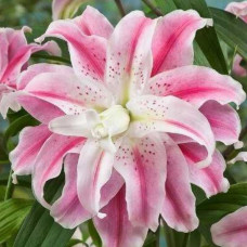 Лілія орієнтальна махрова Sweet Rosy