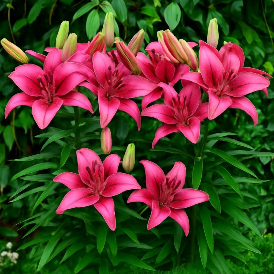 Лілія низькоросла Tiny Spider