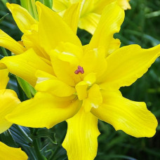 Лілія азіатська махрова Tomos