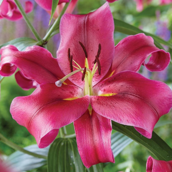 Лілія OT гібрид Touchstone